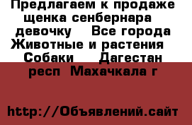 Предлагаем к продаже щенка сенбернара - девочку. - Все города Животные и растения » Собаки   . Дагестан респ.,Махачкала г.